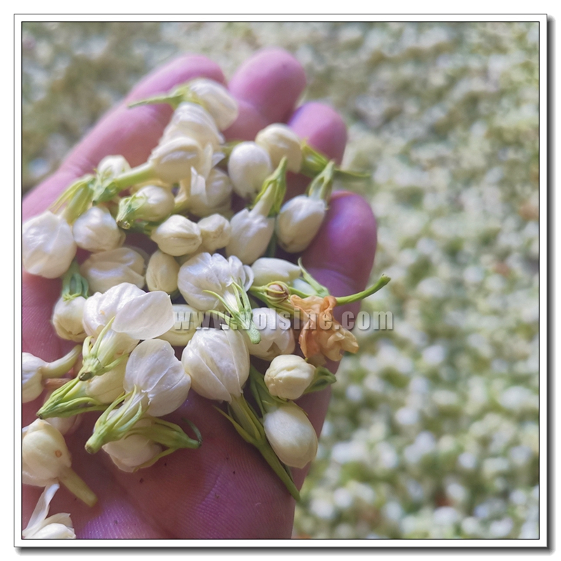 茉莉花细胞液提取机